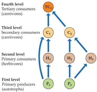 <strong>Refer to the figure. Considering the food web, imagine a circumstance where a new, mutually beneficial relationship develops between H<sub>2</sub> and H<sub>3</sub>, increasing both of their numbers. The effects of this on P<sub>2</sub> and C<sub>2</sub> are best described as</strong> A) a direct negative effect on P<sub>2</sub> and a trophic facilitation effect on C<sub>2</sub><sub>.</sub> B) an indirect positive effect on P<sub>2</sub> and a direct negative effect on C<sub>2</sub>. C) a trophic facilitation effect on both C<sub>2</sub> and P<sub>2</sub><sub>.</sub> D) a direct negative effect on both C<sub>2</sub> and P<sub>2</sub><sub>.</sub>
