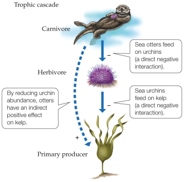 <strong>Refer to the figure. -Research has suggested that in some cases, killer whales (Orcinus orca) have increased their predation on sea otters. This would have a(n) _______ effect on kelp.</strong> A) direct positive B) direct negative C) indirect positive D) indirect negative
