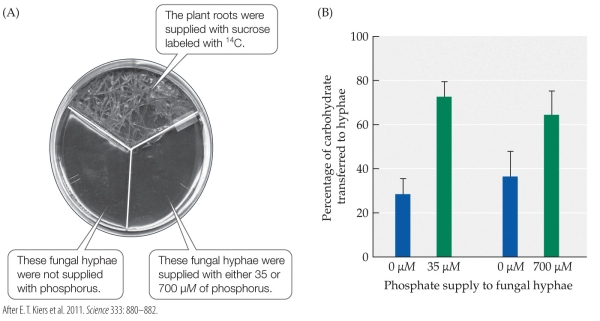 <strong>Refer to the figure. Medicago truncatula, or barrelclover, is a clover-like legume that has a mutualistic association with mycorrhizal fungi. In the experiment illustrated in the figure, fungi in contact with Medicago had access to either no phosphorus, or to either 35 or 700 ?M of phosphorus. According to the figure, how did Medicago alter the amount of carbohydrate it transferred to the fungi in response to the change in fungal phosphorus levels?</strong> A) It increased its transfer of carbohydrate when the fungi contained phosphorus. B) It decreased its transfer of carbohydrate when the fungi contained phosphorus. C) It transferred more carbohydrate as the fungal phosphorus levels increased. D) It ceased its transfer of carbohydrate when fungal phosphorus levels were zero.