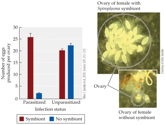 <strong>Refer to the figure. The fruit fly Drosophila neotestacea carries a bacterial symbiont; the fly can also be infected by a nematode worm. The figure shows the number of eggs produced by female flies that are or are not infected by the nematode and that have or do not have the bacterial symbiont. -According to the figure, the bacterial symbiont</strong> A) reduces the fecundity of female flies infected by the nematode. B) increases the fecundity of female flies infected by the nematode. C) increases the fecundity of female flies not infected by the nematode. D) increases the transmission of the nematode.