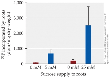 Refer to the figures. The two figures represent the results of studies on a mutualism between the plant Medicago and its partner, a mycorrhizal fungus. The top figure shows the percentage of carbohydrate transferred from the plant to the fungus, depending on the amount of phosphorus the fungus supplies to the plant. The bottom figure shows the amount of fungal phosphorus incorporated by plant roots, depending on the amount of carbohydrate supplied to the fungus. Given the information in these two figures, does the mutualism appear to be under the control of the plant or the fungus, or do both partners exercise some control?