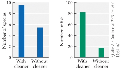 <strong>Refer to the figure. In Grutter's studies in the Great Barrier Reef off of Australia, he measured the number of fish species and the number of individual fish on the parts of the reef where cleaner fish were present (controls) and where cleaner fish had been removed (experimental). Based on the figures, what is the best conclusion that can be drawn regarding the effects of cleaner fish on reef fish abundance and diversity?</strong> A) The presence of cleaner fish decreases both fish abundance and diversity. B) The presence of cleaner fish increases both fish abundance and diversity. C) The presence of cleaner fish increases fish abundance but decreases diversity. D) The presence of cleaner fish decreases fish abundance but increases diversity.
