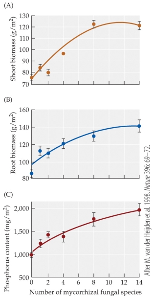 <strong>Refer to the figure. What is the best description of the relationship identified by van der Heijden et al. between the average shoot biomass of the target plants and the number of mycorrhizal fungal species associated with them?</strong> A) When the number of species is small, shoot biomass is also low; as the number of species increases, shoot biomass also increases. B) When the number of species is small, shoot biomass is low; as the number of species increases, shoot biomass rapidly increases, then begins to level off. C) When the number of species is small, shoot biomass is low; when the number of species is moderate, shoot biomass is high; when the number of species is high, shoot biomass is low. D) The number of species has no effect on shoot biomass.