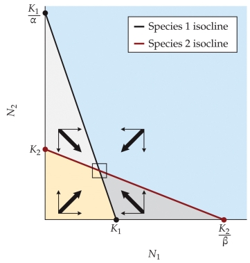 <strong>Refer to the figure. Based on the figure, what is the expected outcome of the competition between species 1 and species 2?</strong> A) Coexistence B) Competitive exclusion of species 2 by species 1 C) Competitive exclusion of species 1 by species 2 D) Persistence of one species only; whichever one persists will depend on the initial conditions