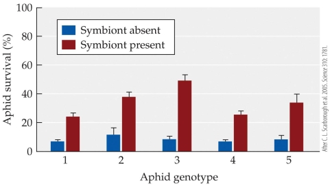 <strong>Refer to the figure.   Which aphid genotype with the symbiont present had a survival percentage closest to 35?</strong> A) Aphid genotype 1 B) Aphid genotype 3 C) Aphid genotype 4 D) Aphid genotype 5 <div style=padding-top: 35px> 