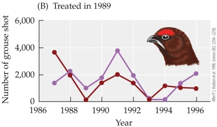 <strong>Refer to the figure.       The figure shows results from a study by Hudson and colleagues on red grouse and their nematode parasite. The figures show the cycling of six red grouse populations subjected to three treatments: (A) two control populations, (B) two populations treated for nematode parasites in 1989, and (C) two populations treated for parasites in 1989 and 1993. Each of the six grouse populations is designated by a different color. These results show that removal of the parasite</strong> A) caused host populations to collapse. B) reduced the fluctuations of the grouse population. C) increased the fluctuations of the grouse population. D) halted population cycles in the red grouse. <div style=padding-top: 35px> 