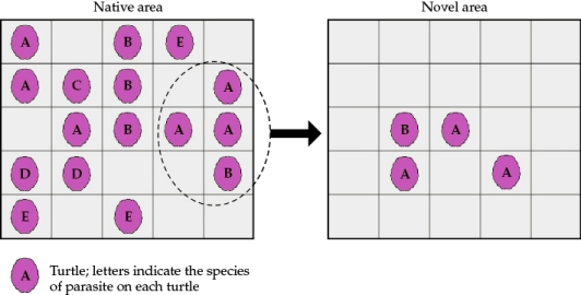 Refer to the figure.   Suppose a turtle population is started from four individuals that disperse to a novel area. The figure shows the locations of each turtle in the native and novel areas and the type of parasites it carries. Each cell on the grid measures 1 m <font face=symbol>*</font> 1 m. For this example, assume that each individual turtle can carry only one species of parasite at a time, and each individual carries a population of 100 individual parasites. The dashed circle and arrow indicate four individuals that moved to the novel area.Answer the following questions: a) What effect did the founding of this novel turtle population have on the turtle's parasites? How did the total number of parasite species change during the move from the native to the novel area? b) How would you expect turtle survival and growth rates in the novel area to be different from those in the native area if the presence of parasites has a negative effect on survival and growth rate?<div style=padding-top: 35px> 