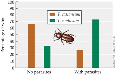 <strong>Refer to the figure.   Thomas Park studied competition between two species of flour beetles, both with and without their protozoan parasite. The figure shows the results of his experiment. Based on these results, when the beetles were infected with the parasite, _______ was the dominant competitor. In cases without the parasite, _______ was the dominant competitor.</strong> A) T. castaneum; T. castaneum B) T. confusum; T. castaneum C) T. castaneum; T. confusum D) T. confusum; T. confusum <div style=padding-top: 35px> 
