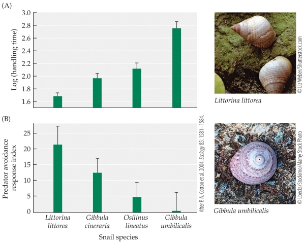 <strong>Refer to the figure. -A student is asked to determine which species of green crab they have found based on the predator avoidance response index. After three independent trials, the average predator avoidance response index was determined to be 12. Which species has the student been studying?</strong> A) Littorina littorea B) Gibbula cineraria C) Osilinus lineatus D) Gibbula umbilicalis