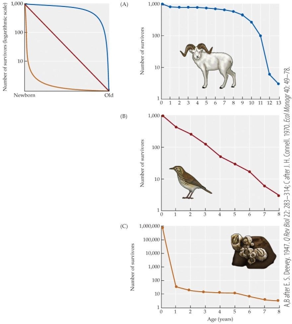 <strong>Refer to the figure.   Based on the figure, an acorn barnacle has _______ chance of surviving to age 5 when compared to a song thrush.</strong> A) a significantly higher B) an approximately equal C) no D) much lower <div style=padding-top: 35px> 