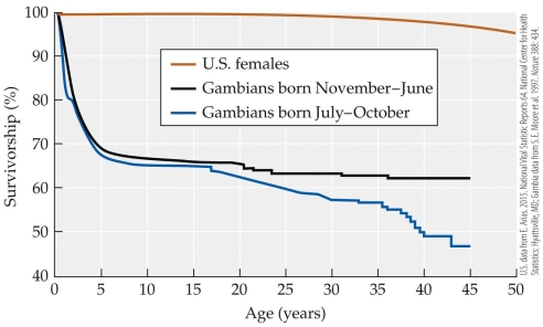 <strong>Refer to the figure.   Based on the figure, what is the approximate difference in the probability that a Gambian will survive to age 40 if she was born in the hungry season (July-October) compared with another time of the year?</strong> A) 0% B) About 5% C) About 12% D) About 50% <div style=padding-top: 35px> 