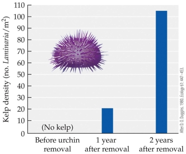 <strong>Refer to the figure. Assume that the number of individuals of Laminaria is on a linear trajectory in the figure. If Duggins had sampled the kelp density 1.5 years after urchin removal, predict the approximate number of individuals of Laminaria he would have counted.</strong> A) 20 B) 40 C) 60 D) 100