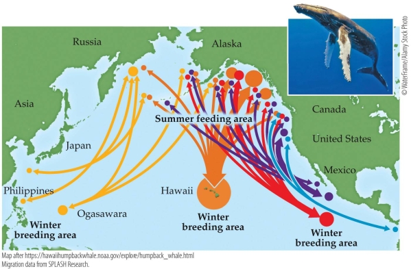 <strong>Refer to the figure. Based on the figure, what is the most popular winter breeding ground for humpback whales?</strong> A) Philippines B) Hawaii C) Russia D) Alaska