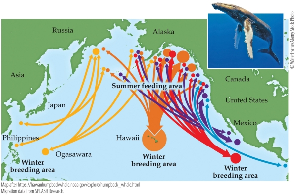 Refer to the figure. - Based on the figure, describe the geographic range of the humpback whale.