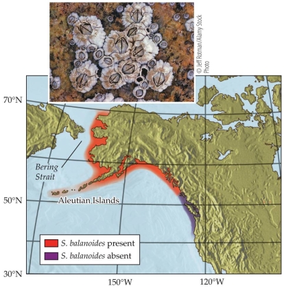 Refer to the figure. The distribution of S. balanoides stops at about 51<sup>o</sup>N. Global warming has caused ocean temperatures to increase. As water temperatures continue to rise, what will be the effect on the distribution of S. balanoides?
