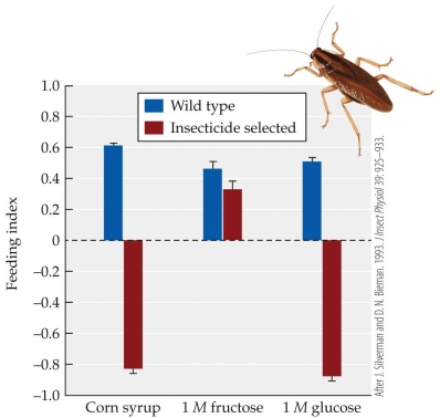 <strong>Refer to the figure. In the 1980s, efforts to control pest populations of cockroaches often involved glucose baits laced with insecticide. Over time, these baits became less effective because populations that had been exposed to them for many generations tended to avoid them. Additionally, in individuals exhibiting glucose avoidance, taste receptor neurons that were normally only activated by bitter substances were activated by glucose instead. Given this background and the data in the figure, which of the following statements is false?</strong> A) The fact that individuals avoiding glucose had higher survival and reproductive success provides the ultimate explanation for the evolution of glucose avoidance in cockroaches. B) The change in the sensitivity of taste receptor neurons provides a proximate explanation for the evolution of glucose avoidance in cockroaches. C) Glucose-avoiding cockroaches show a response to corn syrup (which contains both glucose and fructose) that was intermediate between their response to glucose or fructose alone. D) The diets of wild type cockroaches in these experiments consists of at least 40% plain agar, without glucose.