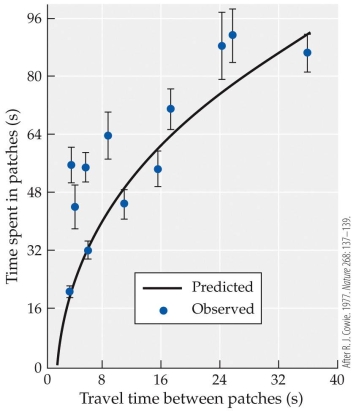 <strong>Refer to the figure. Based on the experimental data graphed in the figure, which of the following statements is true?</strong> A) Time spent foraging in a patch depends only on the quality of the patch. B) Time spent foraging in a patch increases with increasing travel time between patches. C) The observed relationship between foraging time in a patch and travel time between patches is the opposite of the relationship predicted by the marginal value theorem. D) Foragers spend less time in patches if the patches are far apart because they need to allow more time for traveling between patches.