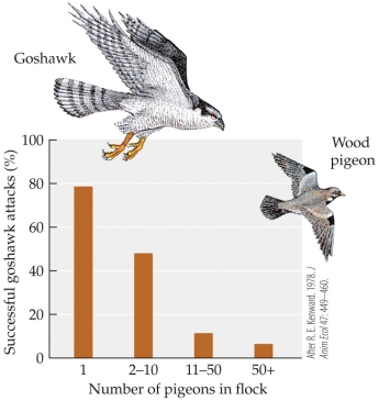 <strong>Refer to the figure. According to the figure, the success rate of attacks by goshawks hunting wood pigeons varies depending of the number of pigeons in the targeted flock (because the hawk is more likely to be detected if more pigeons are present). Relative to its success rate when attacking a flock of 2-??10 or 50 wood pigeons, how much greater is the success rate of a goshawk attacking a lone wood pigeon?</strong> A) Roughly eight times greater for a flock of 2-10 and around one and a half times greater for a flock of 50 B) Roughly one and a half times greater for a flock of 2-10 and around eight times greater for a flock of 50 C) Roughly twice the success rate for a flock of 2-10 and around ten times the success rate for a flock of 50 D) Roughly ten times the success rate for a flock of 2-10 and around twice the success rate for a flock of 50