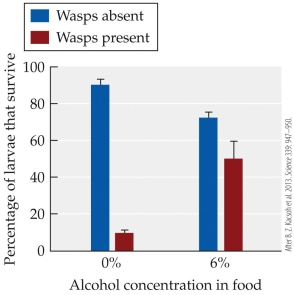 <strong>Refer to the figure. Females of certain parasitoid wasps lay their eggs on the larvae of female Drosophila melanogaster fruit flies and the hatched wasp larvae burrow through the fly larva, consuming and killing it. Fruit fly larvae sometimes feed on high alcohol food sources, such as rotting fruit, and are harmed by the alcohol-but any wasp larvae inside them are harmed even more. Kacsoh et al. (2013) found that when wasps were present, adult female fruit flies laid more than 90% of their eggs in high-alcohol foods, whereas when wasps were absent, they laid around 40% of their eggs in high-alcohol foods. Given this background and the experimental data in the figure, which of the following statements is true?</strong> A) The different egg-laying behavior of female fruit flies in the presence and absence of wasps appears to be adaptive. B) Based on the data shown, female fruit flies could increase the survival of their offspring if they always laid eggs in alcohol-rich foods. C) Based on the data shown, female fruit flies could increase the survival of their offspring if they never laid eggs in alcohol-rich foods. D) Based on the data shown, female wasps could increase the survival of their offspring if they always laid their eggs on fruit fly larvae feeding on high-alcohol foods.
