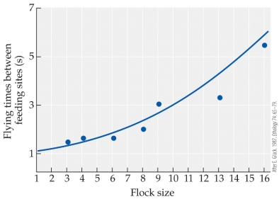 <strong>Refer to the figure. The figure shows data from a study on goldfinches to determine how foraging behavior changes with group size (referred to in the figure as flock size). -If predator detection rates are positively associated with flock size, which flock(s) would you expect to be attacked least frequently?</strong> A) A single individual flying alone B) Flocks of 2-5 individuals C) Flocks of up to 10 individuals D) Flocks of 15 individuals