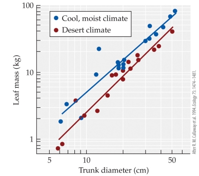 <strong>Refer to the figure.    - The figure shows the relationship between the trunk diameter and the leaf mass of ponderosa pine trees from both moist and desert climates. According to the figure, a tree in a desert climate with a trunk diameter of about 40 cm would have about the same leaf mass as a tree in a cool, moist climate whose trunk diameter is about _______ cm.</strong> A) 10 B) 20 C) 30 D) 40 <div style=padding-top: 35px> 