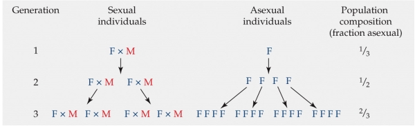 <strong>Refer to the figure.   A major reason evolutionary biologists have puzzled over the ubiquity of sexual reproduction is often referred to as the cost of males, which refers to the simple argument that the offspring of asexual females can produce offspring themselves, whereas only half of the offspring of sexual females can do so. Based on the model in the figure, what proportion of individuals in the 4<sup>th</sup> generation will be asexual?</strong> A) 70% B) 75% C) 80% D) 99% <div style=padding-top: 35px> 