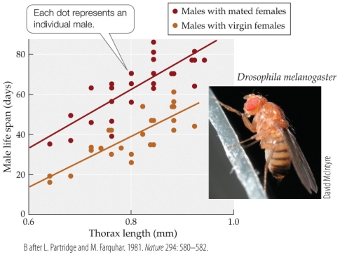 <strong>Refer to the figure.   Male fruit flies spend more time courting virgin females than recently mated females. Based on this fact and the accompanying figure, which of the following is not a reasonable inference?</strong> A) There is a positive correlation between male body size and male lifespan. B) Increased sexual activity may shorten the lifespan of small males. C) Increased sexual activity may shorten the lifespan of large males. D) Virgin females are smaller than mated females. <div style=padding-top: 35px> 