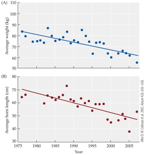 <strong>Refer to the figure.    -The figure shows the changes associated with the overall size of bighorn sheep (top), and the size of their horns (bottom) during the period between 1975 and 2005. In 2005 the sheep, on average, weighed approximately _______ than in 1976.</strong> A) 10 kg less B) 20 kg less C) 10 kg more D) 20 kg more <div style=padding-top: 35px> 