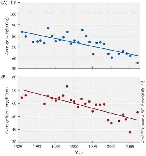 <strong>Refer to the figure.    - The figure shows the changes associated with the overall size of bighorn sheep (top), and the size of their horns (bottom) during the period between 1975 and 2005. In 2005, the sheep had horns that were approximately _______ than the average horn lengths found in 1976.</strong> A) 20 cm shorter B) 26 cm shorter C) 30 cm shorter D) 38 cm longer <div style=padding-top: 35px> 
