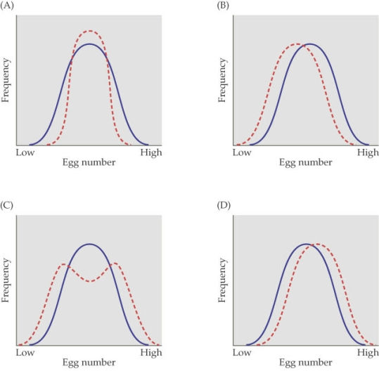 <strong>Refer to the figure.    - The figure shows four cases of selection on egg number in a population of flour beetles. The solid blue line represents the frequency of the original population and the dashed red line represents the frequency distribution after eight generations. Which figure most likely represents a case of disruptive selection?</strong> A) Figure A B) Figure B C) Figure C D) Figure D <div style=padding-top: 35px> 