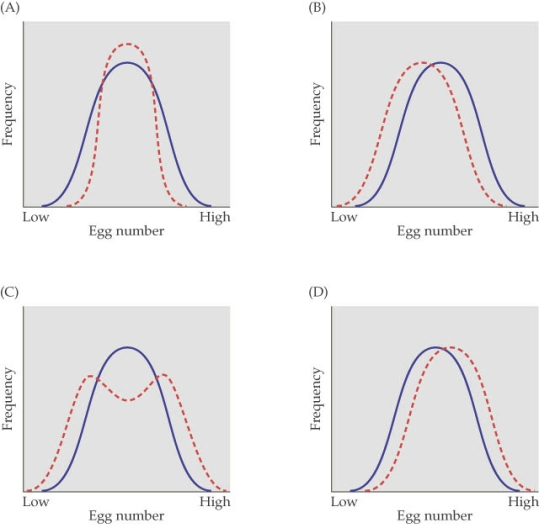 <strong>Refer to the figure.    - The figure shows four cases of selection on egg number in a population of flour beetles. The solid blue line represents the frequency of the original population and the dashed red line represents the frequency distribution after eight generations. Which figure most likely represents a case of directional selection?</strong> A) Figure A B) Figure B C) Figure C D) Figure D <div style=padding-top: 35px> 