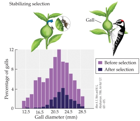 <strong>Refer to the figure.   Eurosta flies parasitize goldenrod plants, causing the plant to produce a gall in which the fly larva matures as it feeds on the plant. The larvae within the galls are parasitized by tiny wasps, which tend to parasitize the smallest galls, and are also fed on by Downy woodpeckers, which tend to feed on the largest galls. The figure shows the size distribution of galls before and after both wasps and woodpeckers have impacted their survival. This is an example of</strong> A) allele fixation. B) directional selection. C) disruptive selection. D) stabilizing selection. <div style=padding-top: 35px> 