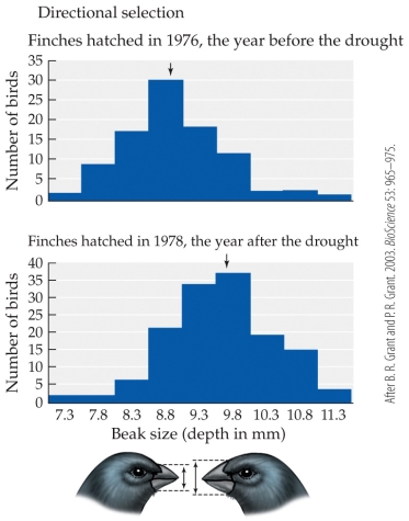 <strong>Refer to the figure.   The figures show the distribution of beak sizes in Galápagos medium ground finches (Geospiza fortis) before and after a year of extreme drought that reduced the availability of seed types most easily accessed by birds with pre-drought bills. Which of the following statements is true?</strong> A) Between 1976 and 1978, mean beak depth increased by approximately 30%, which is an example of disruptive selection. B) Between 1976 and 1978, mean beak depth increased by approximately 10%, which is an example of directional selection. C) Between 1976 and 1978, mean beak depth increased by approximately 10%, which is an example of stabilizing selection. D) Between 1976 and 1978, mean beak depth did not change significantly, but variance increased, as expected for disruptive selection. <div style=padding-top: 35px> 