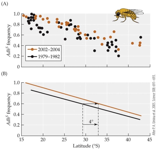 <strong>Refer to the figure.    - The figure shows the frequency of the Adh<sup>s</sup><sup> </sup>allele at different latitudes in Australia taken in 1979?1982, and again in 2002?2004. Consider the 1979?1982 data. On a per-degree-of-latitude basis, the frequency of the Adh<sup>s</sup> allele _______ by approximately _______ as one goes north.</strong> A) declines; 0.05 B) declines; 0.02 C) increases; 0.05 D) increases; 0.02 <div style=padding-top: 35px> 