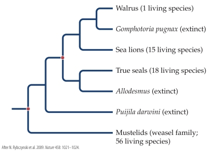 <strong>Refer to the phylogenetic tree.   Based on the phylogenetic tree, which of the following statements is true?</strong> A) Sea lions are more closely related to true seals than to Allodesmus. B) True seals are more closely related to Puijila darwini than to Mustelids. C) Mustelids are more closely related to Puijila darwini than to the sea lions. D) True seals are more closely related to sea lions than to the walrus. <div style=padding-top: 35px> 