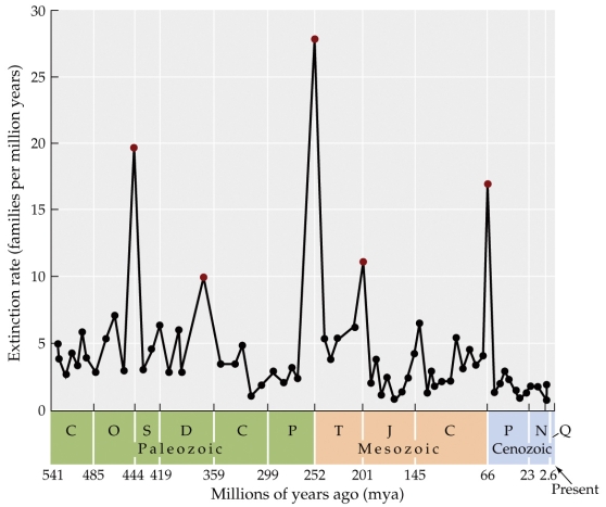 <strong>Refer to the figure.    - Consider the three most dramatic mass extinctions in Earth's history. If a fourth major mass extinction occurred after the same interval as the previous ones, around how many million years from now would you predict it would occur?</strong> A) 125 years from now B) 200 years from now C) 250 years from now D) 300 years from now <div style=padding-top: 35px> 