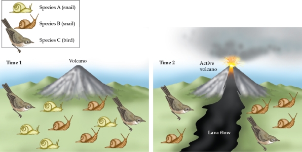 Refer to the figure.    - You are studying a remote island before and after a volcanic eruption. Data at Time 1 were collected one month before the eruption, and data at Time 2 were collected one month after the eruption. All of the species on the island are endemic. The island is 100 km across. Each animal icon represents 20 individuals. Species A and B (the two snail species) generally move a distance of only 2 m a day. Species C (the bird) often covers 20 km a day in search of food. After the eruption, the lava flow hardens, and the island is divided by a 20-km strip of bare rock with few if any resources these animals need to survive. Deaths of individuals due to the volcanic eruption could change the frequency of alleles in these very small island populations. Unfortunately, however, you do not have data on the allele frequencies before and after the eruption for any of these species. Based on your understanding of genetic change in populations, do you expect that these three species would be affected by increased genetic drift after the eruption? Why or why not?<div style=padding-top: 35px> 