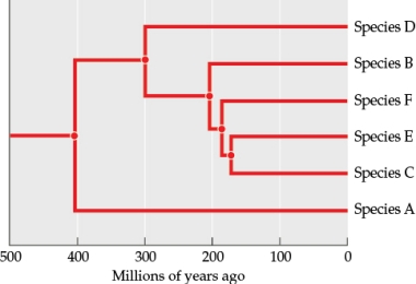Refer to the figure.   You are studying the evolution of a group of tree species that all share a common ancestor.  -Referring to the figure, when might an adaptive radiation have occurred? Explain.<div style=padding-top: 35px> 