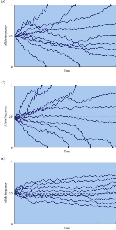 <strong>Refer to the figure.   Simulations, in which it was assumed that the populations were subject to only genetic drift (no selection), were performed using three different starting population sizes, and they were scored for the frequency of the B allele. All populations started with the frequency of 50% of the B allele. Each line represents a different replicate of the conditions. The three panels differ only in the population size. Which graph is of populations with the largest population size?</strong> A) A B) B C) C D) A and B had roughly equal population sizes, which were larger than those in panel C. <div style=padding-top: 35px> 