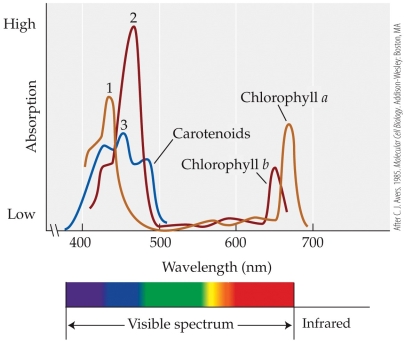 <strong>Refer to the figure. Based on the figure, which group or groups of pigments absorb visible light primarily in the red and orange part of the spectrum?</strong> A) Chlorophyll a only B) Carotenoids only C) Chlorophyll a and carotenoids D) Chlorophyll a and chlorophyll b
