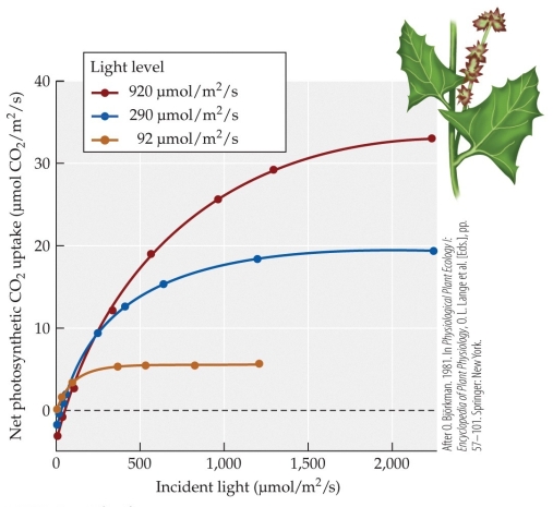 <strong>Refer to the figure showing the results of Bjorkman and colleagues' studies of plant responses to different light levels. The plants were reared at three different levels of light intensity: high (red line), medium (blue line), and low (green line). The acclimatized plants were then subjected to various light levels, and their ability to photosynthesize was measured. At the light intensity of 500 μmol/m<sup>2</sup>/s, the plants that are light-limited are those that are acclimatized to</strong> A) high-intensity light only. B) low-intensity light only. C) both high-intensity and medium-intensity light. D) both medium-intensity and low-intensity light.