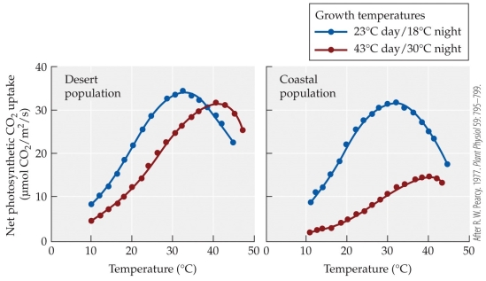 <strong>Refer to the figure showing acclimatization to two different growth temperature regimes from different populations of a shrub occurring in the Mojave Desert and in cool coastal zones in California. The two temperatures regimes used are representative of the two habitats. Of the four temperature curves in the two populations, which combination appears least able to acclimate to the given temperature regime?</strong> A) Desert population at the 23°C day/18°C night regime B) Desert population at the 43°C day/30°C night regime C) Coastal population at the 23°C day/18°C night regime D) Coastal population at the 43°C day/30°C night regime