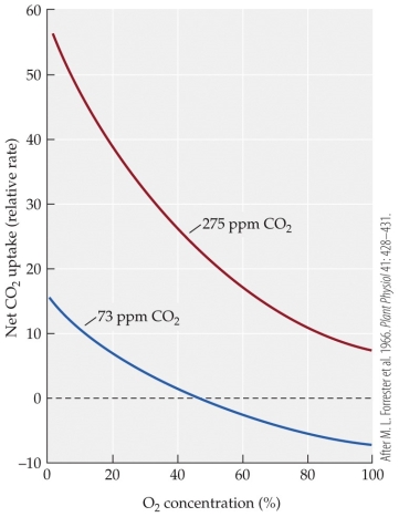 <strong>Refer to the figure showing the CO<sub>2</sub> uptake in soybean leaves in response to increasing O<sub>2</sub> concentration for soybean leaves exposed to two different CO<sub>2</sub> levels. Based on the figure, the best explanation for the relationship of CO<sub>2</sub> uptake and O<sub>2</sub> concentration is that</strong> A) CO<sub>2</sub> uptake increases with increasing O<sub>2</sub> concentration at both CO<sub>2</sub> levels. B) CO<sub>2</sub> uptake decreases with increasing O<sub>2</sub> concentration at both CO<sub>2</sub> levels. C) CO<sub>2</sub> uptake becomes negative by 100% O<sub>2</sub> concentration at both CO<sub>2</sub> levels. D) CO<sub>2</sub> uptake becomes negative by 100% O<sub>2</sub> concentration at high CO<sub>2</sub> levels.