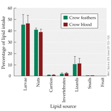 <strong>Refer to the figure. You are conducting an experiment on food preferences in New Caledonian crows. Based on previous isotopic analyses, use the figure to predict foods from most preferred to least preferred based on the available choices.</strong> A) Fruits, snails, carrion, invertebrates B) Lizards, invertebrates, carrion C) Lizards, snails, larvae D) Nuts, invertebrates, lizards