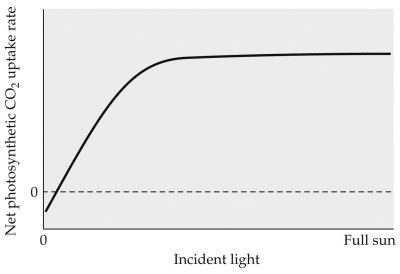 Refer to the figure showing the pattern of photosynthesis in a typical plant that occurs under different levels of light, from complete darkness to full sun. Describe this plant's reaction to light in terms of the concepts of light compensation point, light limitation, and light saturation.