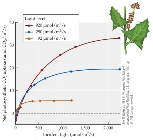 <strong>Refer to the figure showing the results of Bjorkman and colleagues' studies of plant responses to different light levels. The plants were reared at three different levels of light: high (red line), medium (blue line), and low (green line). The acclimatized plants were then subjected to various light levels, and their ability to photosynthesize was measured. At the light intensity of 1,500 μmol/m<sup>2</sup>/s, which plants are light-limited?</strong> A) Those acclimatized to high-intensity light B) Those acclimatized to medium-intensity light C) Those acclimatized to low-intensity light D) None; they have all reached the light saturation point.