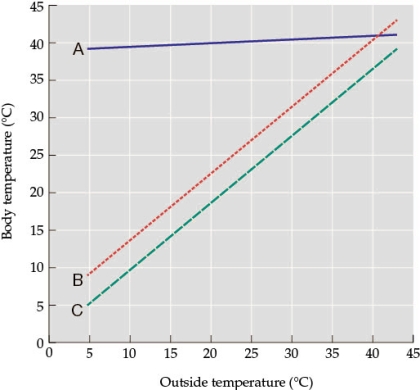 <strong>Refer to the figure. The figure shows the relationship between the outside temperature and the temperature of three animals. Based on the figure, the body temperature of animal B is approximately _______°C when the outside temperature is 20°C and approximately _______°C when the outside temperature is 35°C.</strong> A) 22; 32 B) 18; 34 C) 22; 36 D) 40; 41