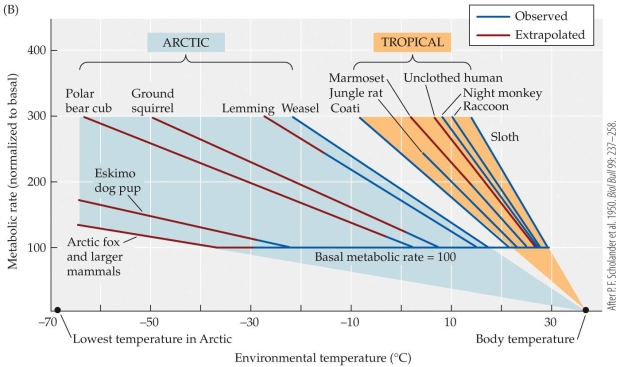 <strong>Refer to the figure. -The figure shows the relationship between the ambient temperature and the relative metabolic rates of a number of mammals. What is the lower critical temperature of an unclothed human?</strong> A) About 6°C B) About 11°C C) About 20°C D) About 26°C