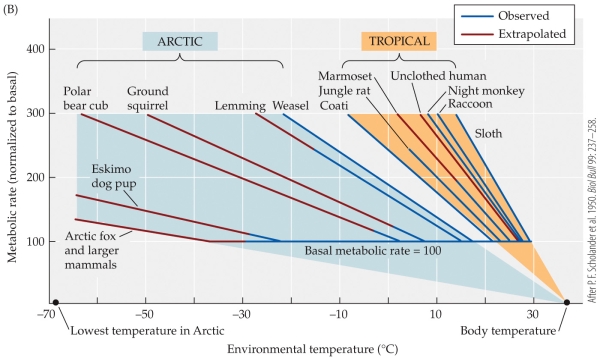 <strong>Refer to the figure. -The figure shows the relationship between the ambient temperature and the relative metabolic rates of a number of mammals. How much of a difference is there between the lower critical temperature of a polar bear cub and the temperature at which its metabolic rate doubles?</strong> A) About 10°C B) About 18°C C) About 36°C D) About 55°C