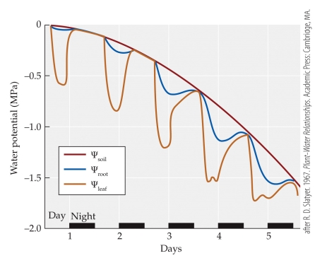 <strong>Refer to the figure. In the figure, as <font face=symbol> </font><sub>soil</sub> declines over five days, what happens to <font face=symbol> </font><sub>leaf</sub> at night?</strong> A) It consistently drops lower than <font face=symbol> </font><sub>soil.</sub> B) It consistently is lower than <font face=symbol> </font><sub>stem.</sub> C) It takes longer to equilibrate with <font face=symbol> </font><sub>soil.</sub> D) Stomates stay open longer.